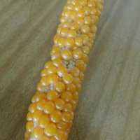 新型コロナウイルス感染症に関する差別・偏見の防止に向けて，発表された文部科学大臣メッセージをお配りしました。