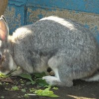 いきものとなかよし
