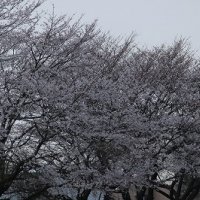 山川小学校の桜です！