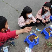 アサガオの種まき
