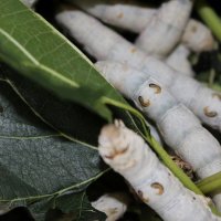 「ひとり一繭」