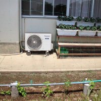 夏近し！グリーンカーテン今年も･･･