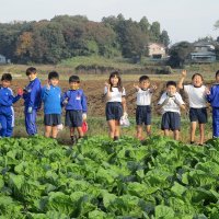 白菜生長日記⑦