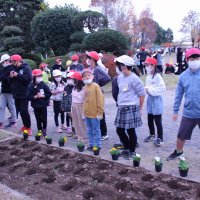 縦割り班で花の苗植え