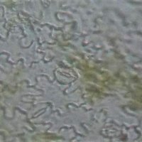 ６年生理科「葉の表面のつくり」顕微鏡で観察しました。