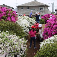 てんじん山のつつじ