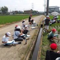 苗の生育状況の観察（5年生）