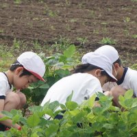 枝豆生長日記