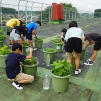 枝豆生長日記～オーガニック栽培～