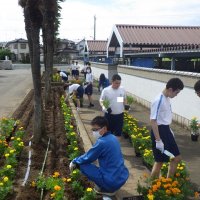 花壇にマリーゴールド