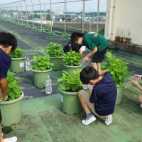 枝豆生長日記～オーガニック栽培～
