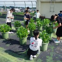 枝豆生長日記～オーガニック栽培～