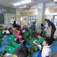 枝豆生長日記～収穫しました～