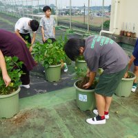 枝豆生長日記～オーガニック栽培～