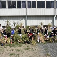 ５年生　稲刈りを行いました。
