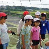 白菜生長日記～オーガニック栽培～
