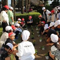 縦割り班苗植え