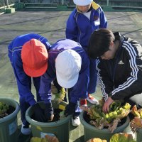 白菜生長日記～オーガニック栽培～