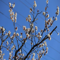 春の足音