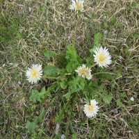 シロバナタンポポが咲いていました！