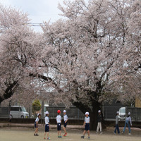 桜吹雪の中、子どもたちは元気いっぱい