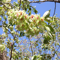 御衣黄桜咲く