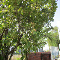 緑色の桜の花が咲いています