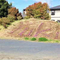 芝桜咲く