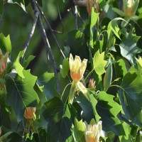 ユリノキの花