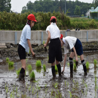５年生田植え体験学習