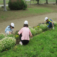 ６年生　除草作業