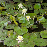 学校の池にスイレンの花が咲きました
