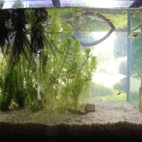 結城小学校に小さな水族館ができました