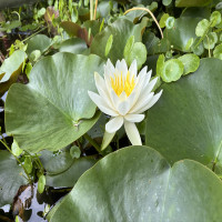 蓮の花