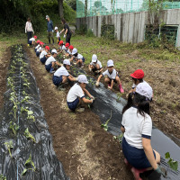 さつまいもの苗植え