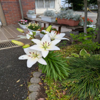 ユリの花が咲いています