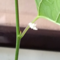 きょうのおかいこさん⑥