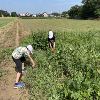 草取り
